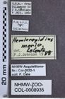 Etiketten zu Hemicrepidius morio (NHMW-ZOO-COL-0008935)